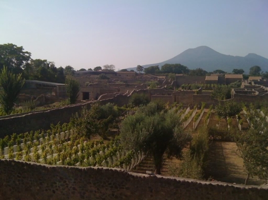 An example of ancient viniculture techniques in Pompeii 79 AD.  Today these vineyards are curated by Mastroberardino wineries producing limited vintages of Greek origin vines including the Lacryma Christi. 