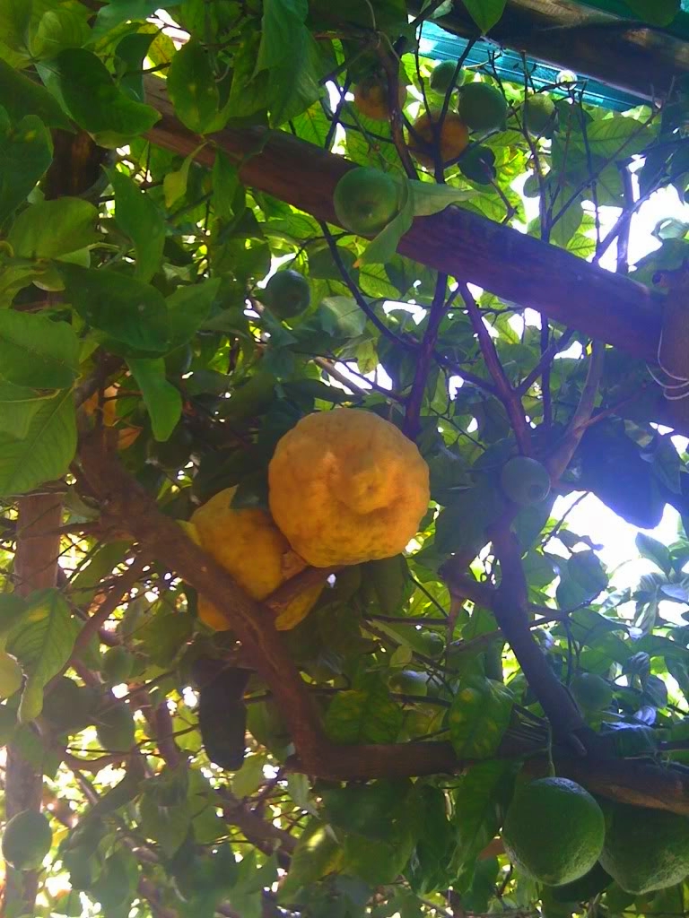 The famous Sorrento lemons, freshly squeezed to make "granitas" (frozen lemonade) in the summer or the dessert liquor limoncello