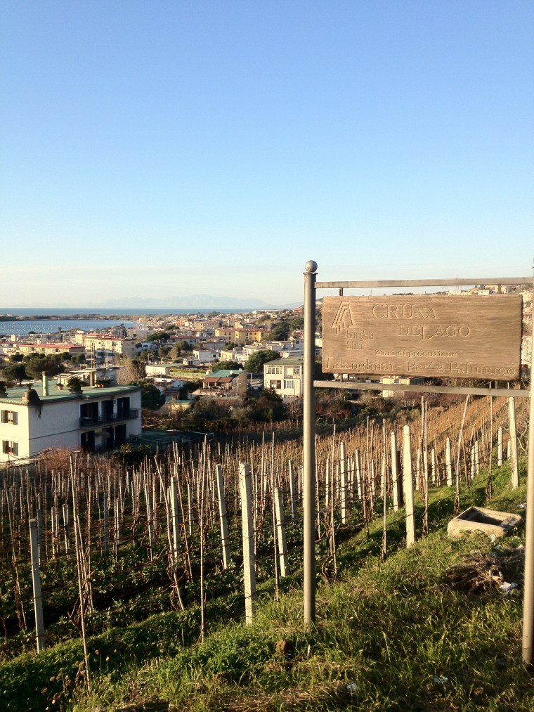 La Sibilla winery is located in the historic Phlegraean fields overlooking the sea, the minerality of the terroir makes the perfect soil for the ancient grapes of Greek origins including Falanghina and Per'e Palummo also known as Piedirosso 