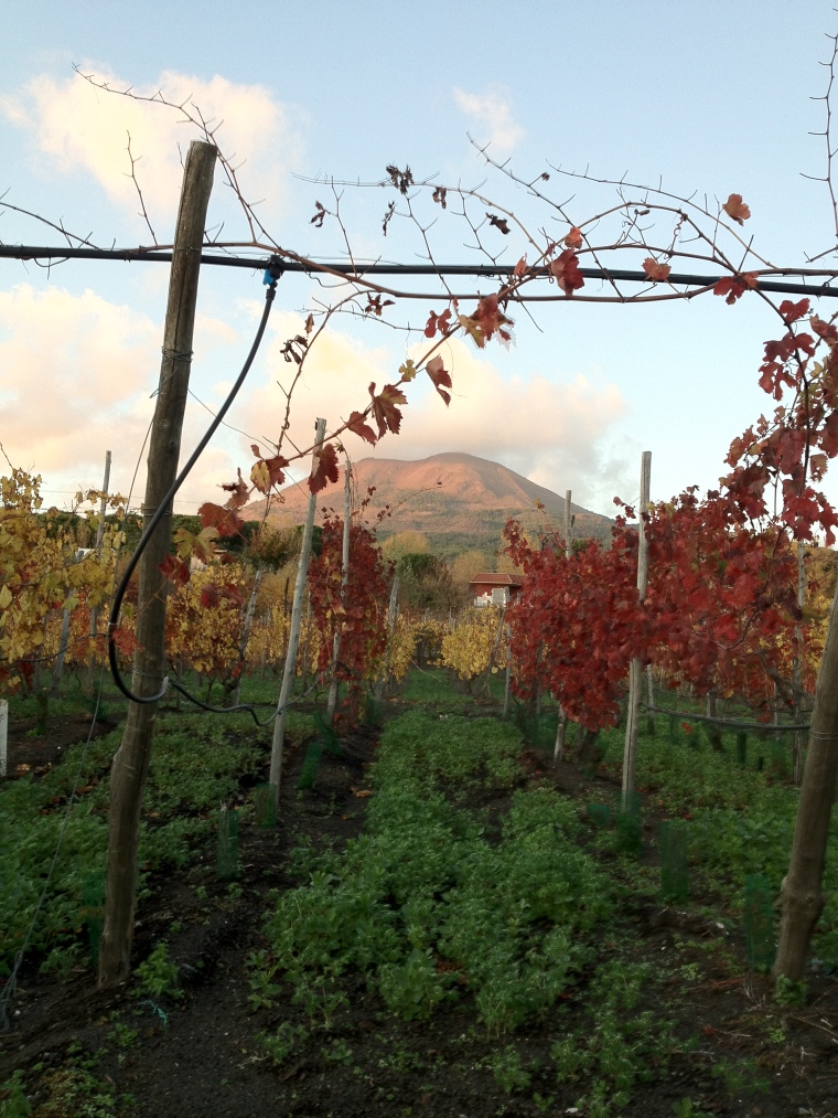 Ancient Caprettone vines facing the now dormant volcano.