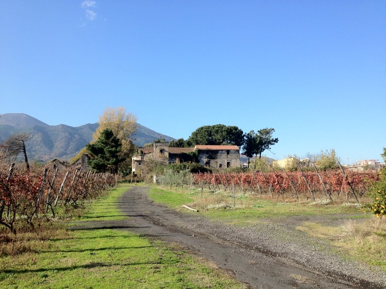 An ancient barn at Vigna Pironti's fields