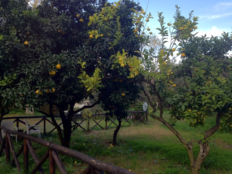 Lemon trees at Villa Eubea used for the restaurant's consumption.