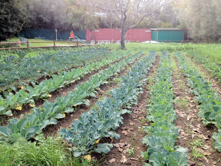 The sustainability of Villa Eubea and Vinaria where the vegetables used their cuisine are organically grown on their very own site.