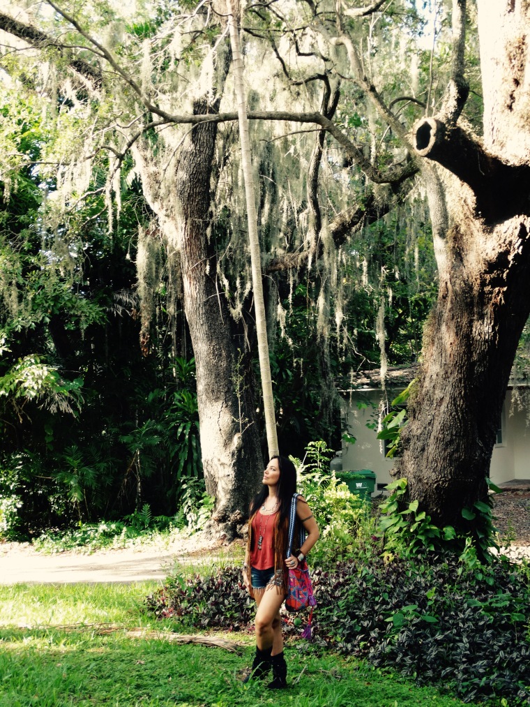 One of the ancient trees at the Village of El Portal, a sacred habitat.