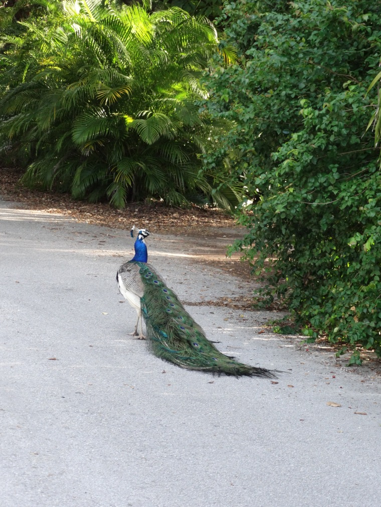 One of the typical scenes at El Portal: Peacocks crossing the road